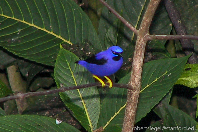 purple honeycreeper